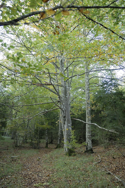 Hayedo