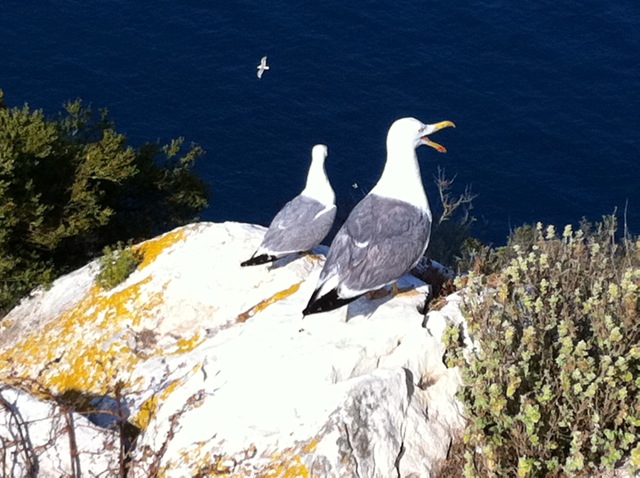 Gaviotas