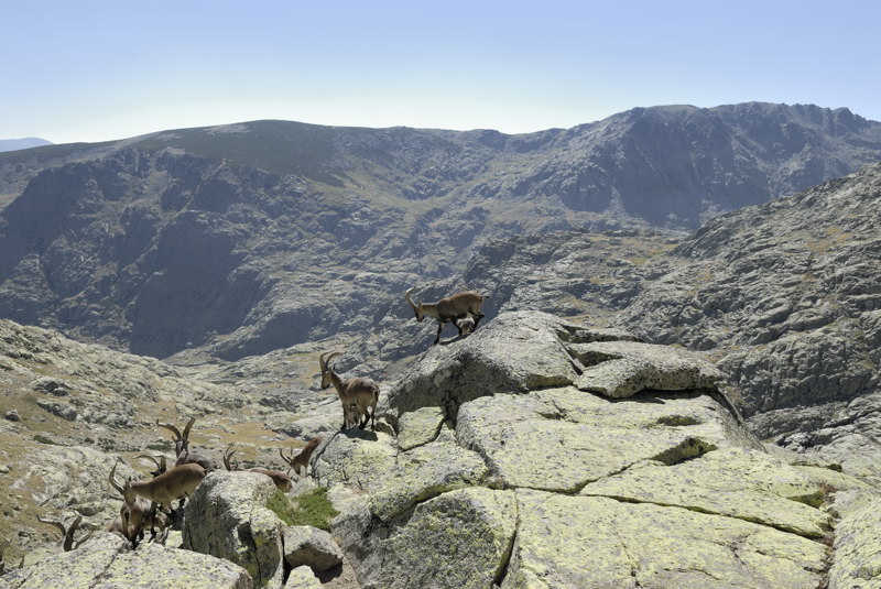 Cabras monteses ante un paisaje espectacular