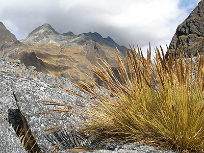 La vegetacin de las cumbres