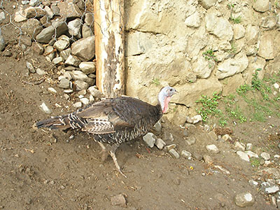 El pavo