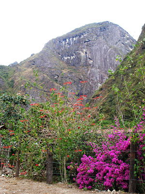 Las flores antes la montaa