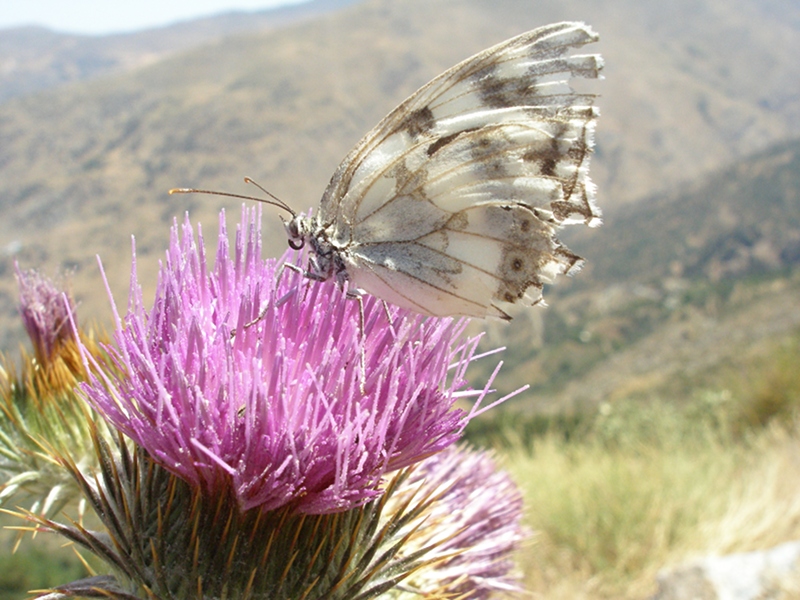 Mariposa