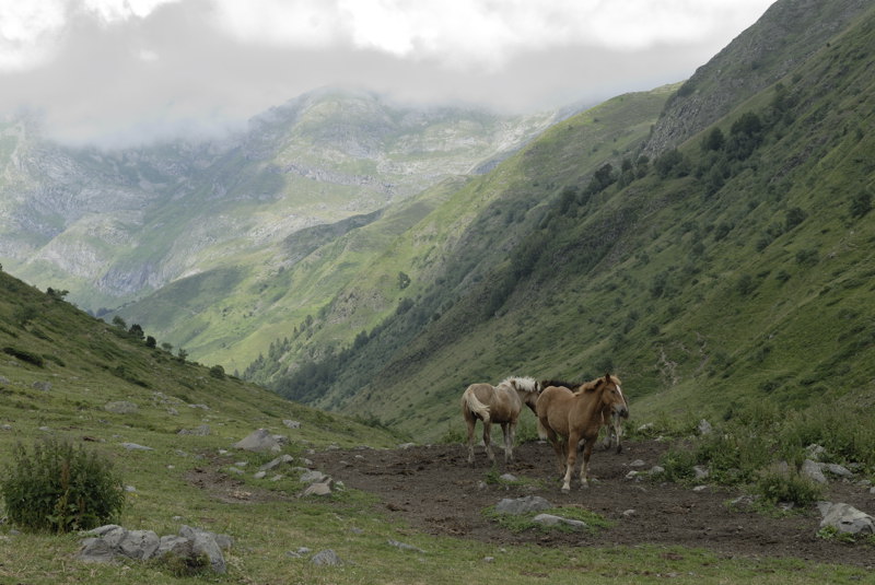 Caballos en el valle