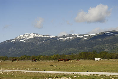 Caballos ante Pealara