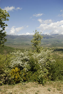 El majuelo en flor