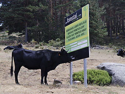 La vaca lectora