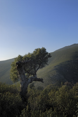 Encina
