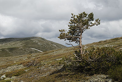 El pino fotognico