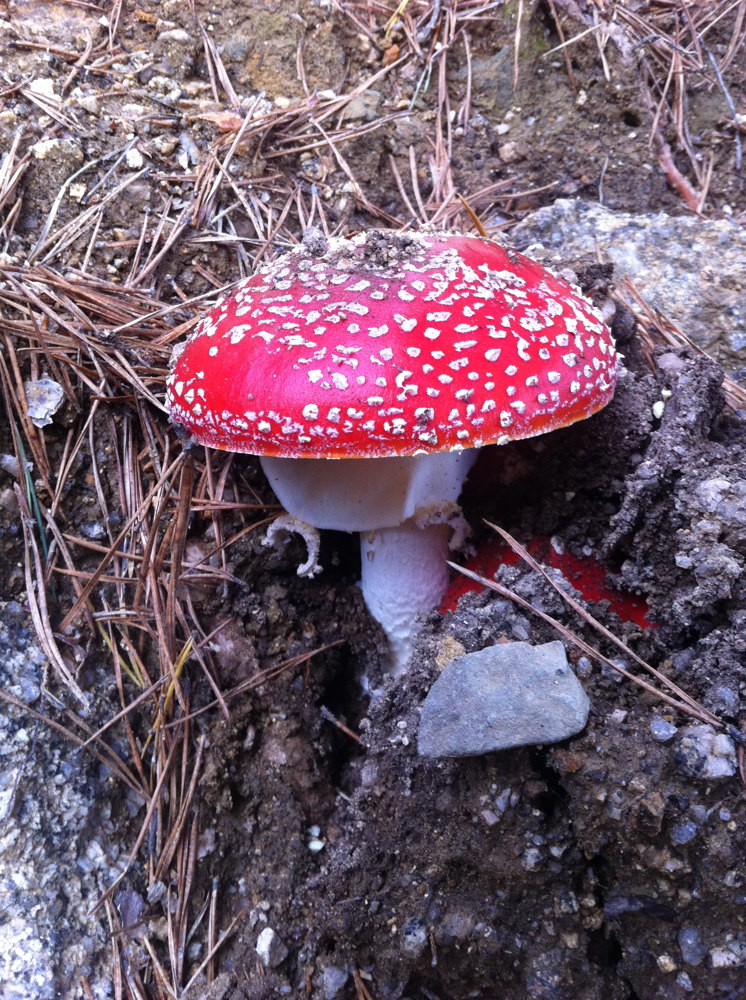 Amanita muscaria