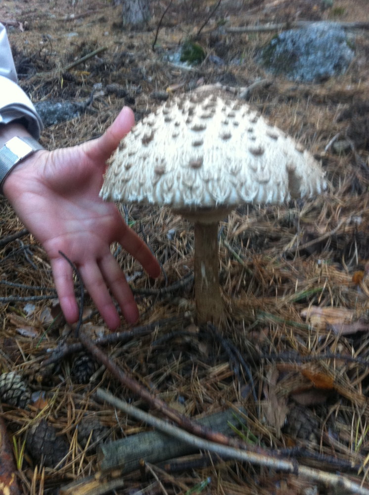 Macrolepiota procera?