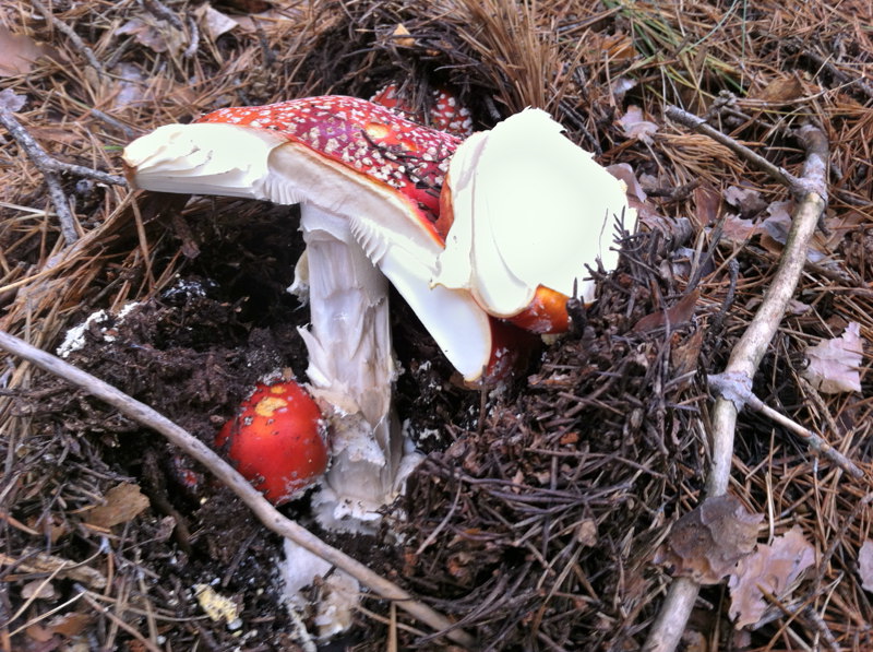 Amanita muscaria