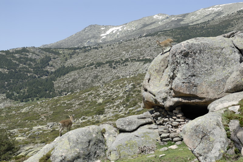 Cabras en el vivac del Gaviln