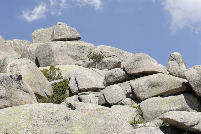 Arbolito entre las rocas