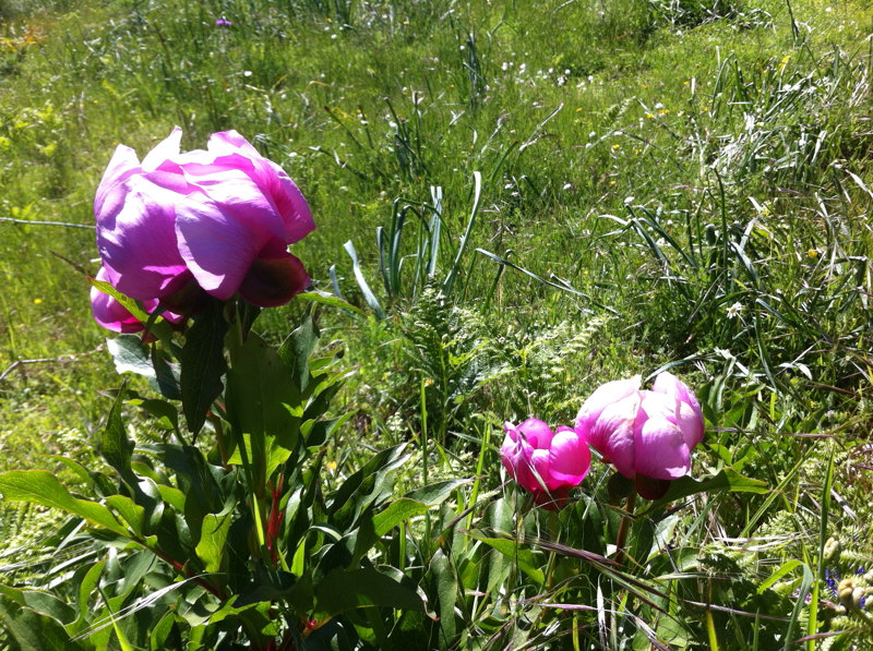 Flores