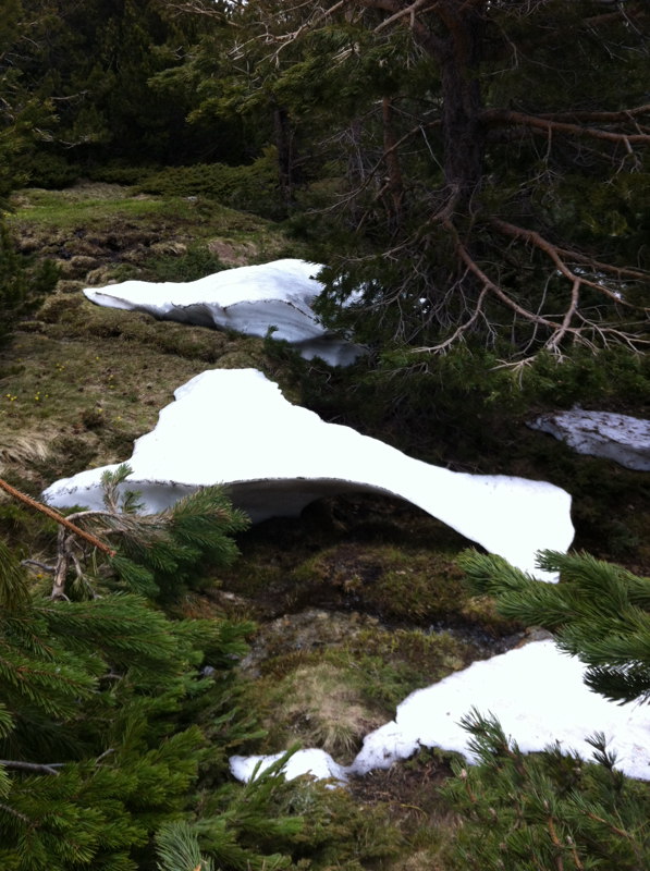 Ramas an atrapadas por la nieve en junio