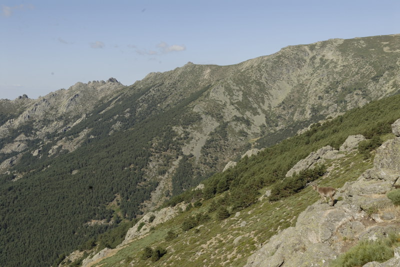 Cabra ante Cuerda Larga