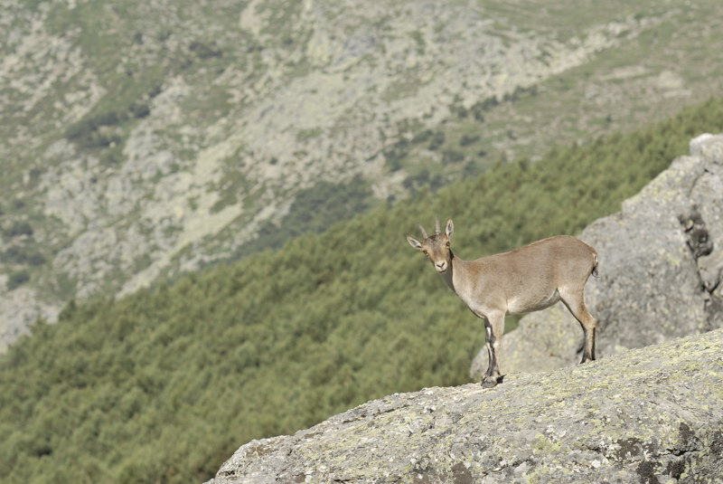 Cabra curiosa