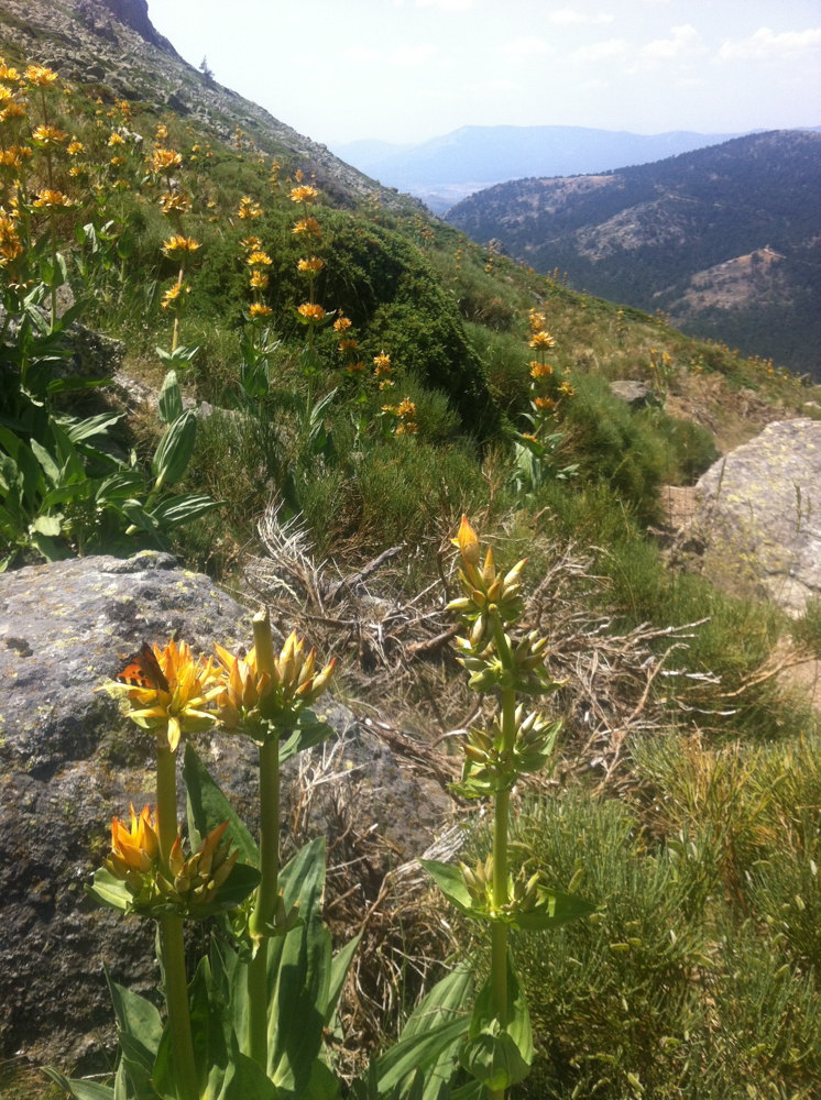 El florido descenso