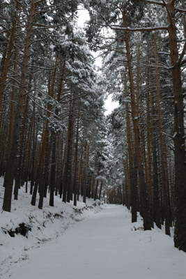 El pinar