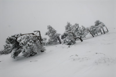 Los pinos azotados