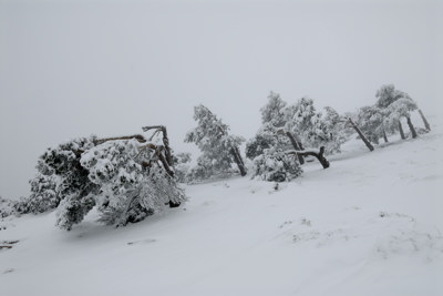 Los pinos inclinados por el viento