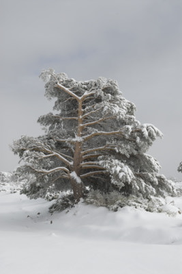 El pino