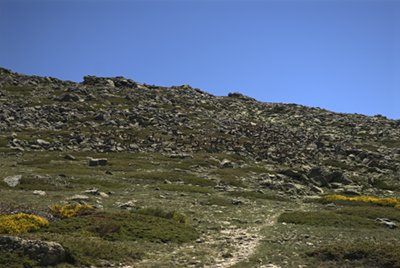 Grupo de cabras