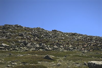 Grupo de cabras