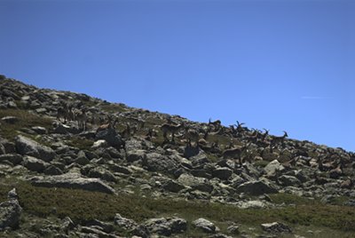 Grupo de cabras