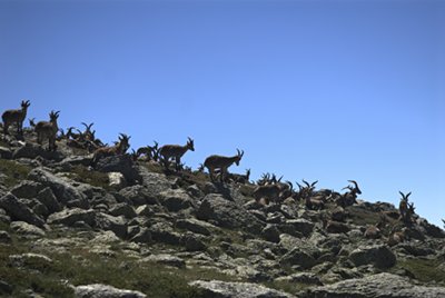 Grupo de cabras