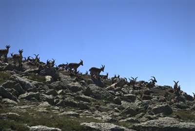Grupo de cabras