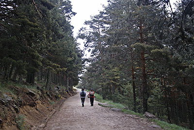 Al principio el camino discurre por una pista a travs del pinar