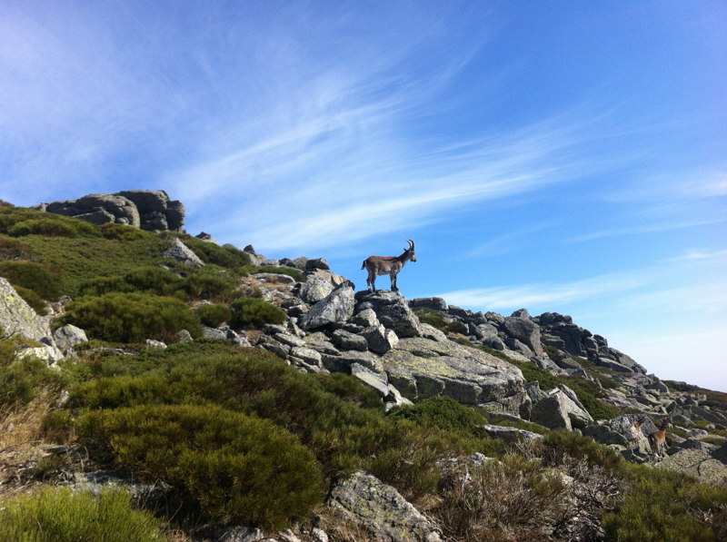 Cabra en Asmate de Hoyos
