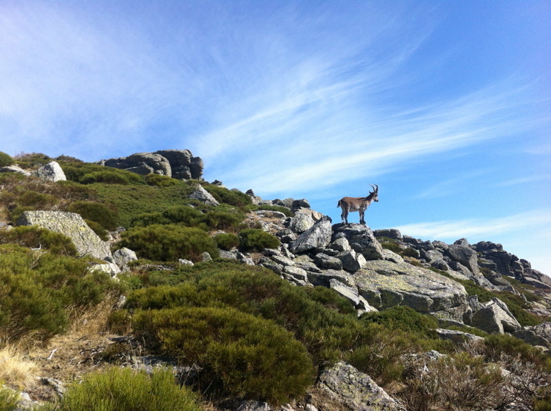 Cabra en Asmate de Hoyos
