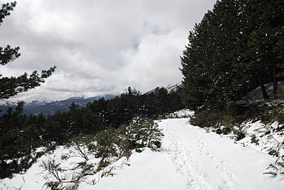 La pista forestal