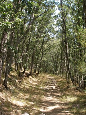 Descenso en el robledal