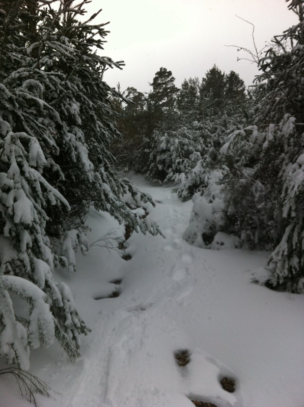 Camino nevado