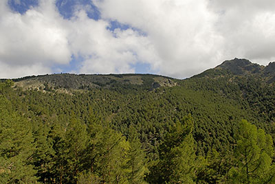 Pinar de Abantos