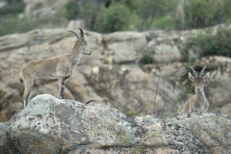 Pareja de cabras