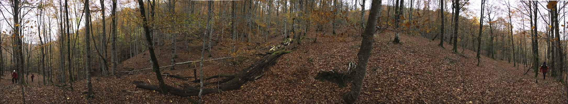 Dentro del bosque