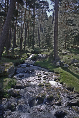 Arroyo
