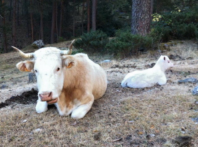 Vaca con ternero