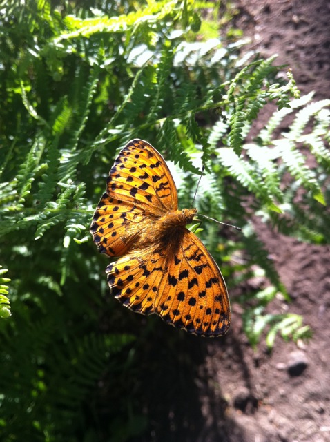 Mariposa Niobe
