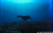 Galpagos 27/9/2002