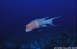 Anterior