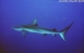 Galpagos 29/9/2002
