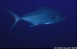 Galpagos 29/9/2002