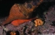 Anterior