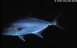 Galpagos 30/9/2002
